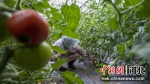 唐山曹妃甸区文霞果蔬种植专业合作社的农民正在采摘西红柿。 季春天 摄 - 中国新闻社河北分社