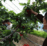 图为香河县专业种植合作社樱桃大棚内游客正在采摘樱桃。　安青松 摄 - 中国新闻社河北分社