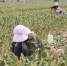 图为馆陶县王桥乡路庄村村民在采挖大蒜。　郭江鹏 摄 - 中国新闻社河北分社