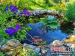 图为胡彩霞在庭院打造的小鱼塘。 涞源县妇联供图 - 中国新闻社河北分社