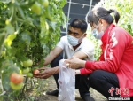 图为固安县卡尔叔叔幸福农场，工作人员正为订单客户采摘西红柿。　门丛硕 摄 - 中国新闻社河北分社