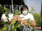 图为固安县卡尔叔叔幸福农场，工作人员正对西红柿秧苗进行管理。　门丛硕 摄 - 中国新闻社河北分社
