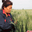 农户查看小麦苗情。 张明月 摄 - 中国新闻社河北分社
