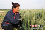 农户查看小麦苗情。 张明月 摄 - 中国新闻社河北分社