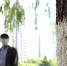 图为邯郸市罗城头公园，滏阳河沿岸已插上药瓶的柳树。　刘学维 摄 - 中国新闻社河北分社
