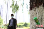 图为邯郸市罗城头公园，滏阳河沿岸已插上药瓶的柳树。　刘学维 摄 - 中国新闻社河北分社
