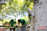 图为邯郸市人民路两旁已插上药瓶的杨树。　刘学维 摄 - 中国新闻社河北分社