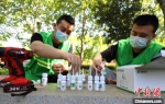 图为邯郸市园林工作人员在做树体插瓶准备工作。　刘学维 摄 - 中国新闻社河北分社