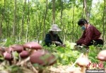 任泽区岭四村林下赤松茸种植基地，工人正在采摘赤松茸。　宋杰 摄 - 中国新闻社河北分社