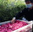 邢台市任泽区尚养花湾玫瑰产业园花农在采摘玫瑰花。　宋杰 摄 - 中国新闻社河北分社