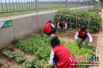 学生采摘蔬菜。 张云峰 摄 - 中国新闻社河北分社