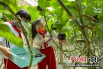 同学们在蔬菜园采摘茄子。 宋海涛 摄 - 中国新闻社河北分社