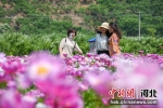 三位女游客正在芍药花丛中自拍。 赵亮 摄 - 中国新闻社河北分社