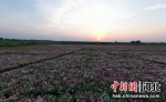 图为芍药花海的靓丽风景。 金洁 摄 - 中国新闻社河北分社