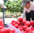 图为果农把采摘的樱桃打包装箱。 张明月 摄 - 中国新闻社河北分社