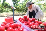 图为果农把采摘的樱桃打包装箱。 张明月 摄 - 中国新闻社河北分社