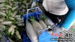 工人在分拣打包白萝卜。 首衡河北新发地市场供图 - 中国新闻社河北分社
