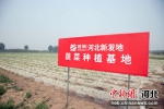 图为首衡河北新发地蔬菜种植基地。 首衡河北新发地市场供图 - 中国新闻社河北分社