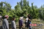 李萌(右)为员工讲解樱桃管理知识。 魏荣亮 摄 - 中国新闻社河北分社