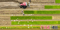 曹妃甸一农场农民正在秧田里起秧。 季春天 摄 - 中国新闻社河北分社