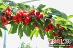 图为易县种植的樱桃。马原 摄 - 中国新闻社河北分社