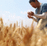 图为河北省黄骅市的麦田里，种植户检查等待收割的旱碱麦。　张学杰 摄 - 中国新闻社河北分社