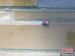 图为河北省黄骅市的麦田里，收割机正在作业。　张学杰 摄 - 中国新闻社河北分社