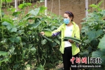 工人正在采摘黄瓜(资料图) 李平文 摄 - 中国新闻社河北分社