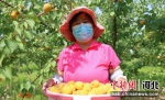 图为种植户在园区内采摘黄杏。黄杉杉 摄 - 中国新闻社河北分社