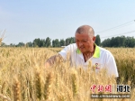 村民查看小麦生长情况。 顺平县委宣传部供图 - 中国新闻社河北分社