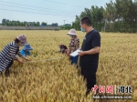 工作人员深入田间地头估测粮食产量。 顺平县委宣传部供图 - 中国新闻社河北分社