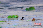 图为6月8日，雄安新区白洋淀内拍摄到的青头潜鸭。 中新社发 齐明 摄 - 中国新闻社河北分社
