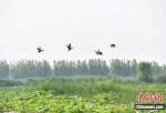 图为6月9日，雄安新区白洋淀内拍摄到的鸟类。 中新社记者 韩冰 摄 - 中国新闻社河北分社