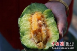 图为东光县周安乐村甜瓜大棚里，诱人的“博洋91”甜瓜。张金元 摄 - 中国新闻社河北分社