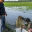 曹妃甸区四农场聚享合作社社员正在查看稻田蟹的长势情况。季春天 摄 - 中国新闻社河北分社