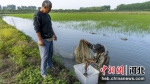 曹妃甸区四农场聚享合作社社员正在查看稻田蟹的长势情况。季春天 摄 - 中国新闻社河北分社