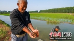 曹妃甸区四农场聚享合作社社员正在展示小龙虾。jichuntian - 中国新闻社河北分社