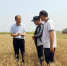 图为南皮县农业农村局专家和农民一起现场测产。　鲍俊秀 摄 - 中国新闻社河北分社