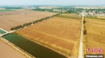 图为俯瞰南皮县向阳村600亩彩麦基地。　鲍俊秀 摄 - 中国新闻社河北分社