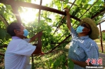 图为东方千年古葡萄庄园内，工作人员正在葡萄架下掐枝。　安青松 摄 - 中国新闻社河北分社