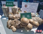 栽培的食用菌展示。 张桂芹 摄 - 中国新闻社河北分社