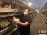 封贝正在检查蛋鸡的状态。　苏小立 摄 - 中国新闻社河北分社