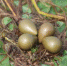 图为白洋淀内国家二级保护鸟类水雉的巢与卵。　齐明 摄 - 中国新闻社河北分社