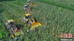 糯玉米装车现场。(无人机照片) 张保卫 摄 - 中国新闻社河北分社