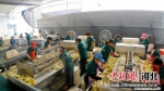 加工厂里，工人正在进行切割作业。　张保卫 摄 - 中国新闻社河北分社