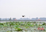 图为7月16日，白洋淀内的野生鸟类。 中新社记者 韩冰 摄 - 中国新闻社河北分社