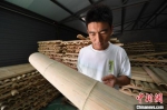 在三河乔鸟笼工作室内，乔梁仔细挑选竹片。　刘向 摄 - 中国新闻社河北分社