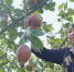 果农在采摘成熟的红梨。　陈达 摄 - 中国新闻社河北分社