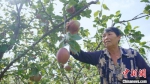 果农在采摘成熟的红梨。　陈达 摄 - 中国新闻社河北分社