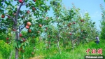 工人在果园里采摘红梨。　陈达 摄 - 中国新闻社河北分社